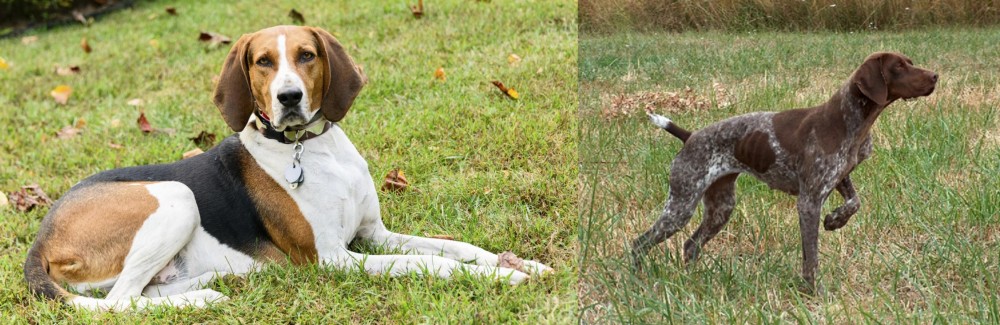 Braque Francais vs American English Coonhound - Breed Comparison
