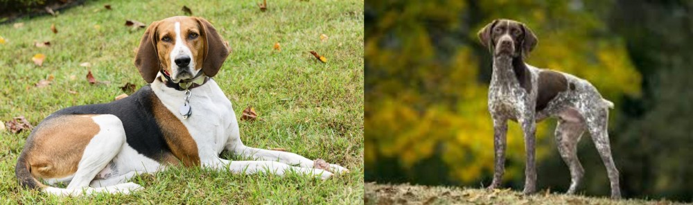 Braque Francais (Gascogne Type) vs American English Coonhound - Breed Comparison