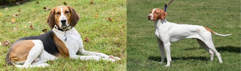 Braque Saint-Germain vs American English Coonhound - Breed Comparison