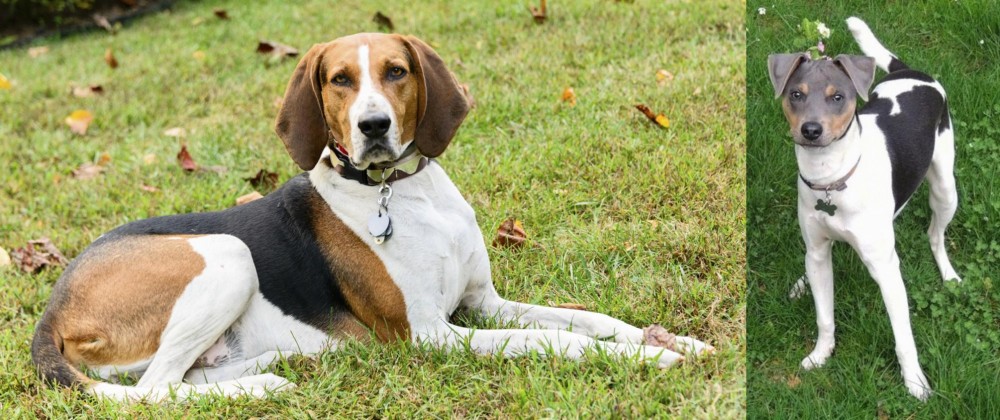 Brazilian Terrier vs American English Coonhound - Breed Comparison