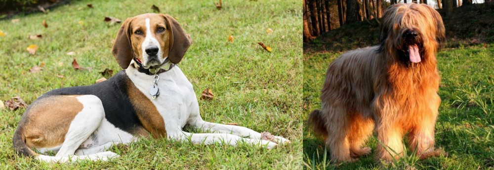 Briard vs American English Coonhound - Breed Comparison