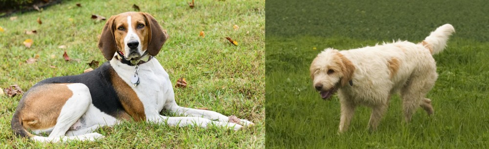 Briquet Griffon Vendeen vs American English Coonhound - Breed Comparison