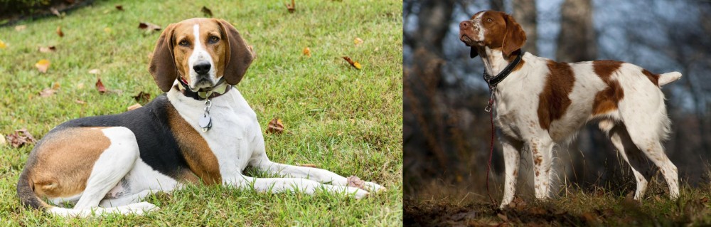 Brittany vs American English Coonhound - Breed Comparison
