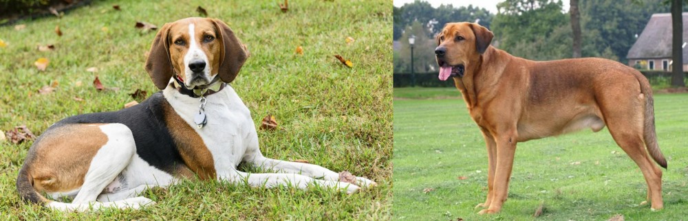 Broholmer vs American English Coonhound - Breed Comparison