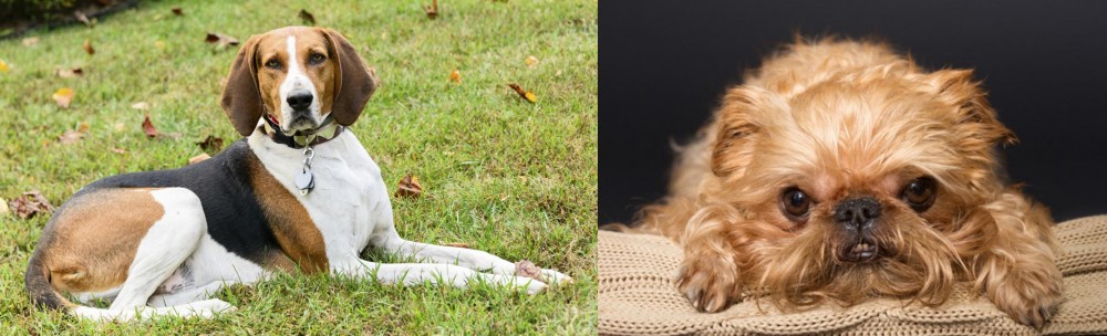 Brug vs American English Coonhound - Breed Comparison