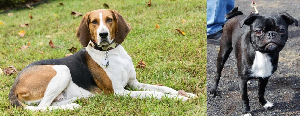 Bugg vs American English Coonhound - Breed Comparison