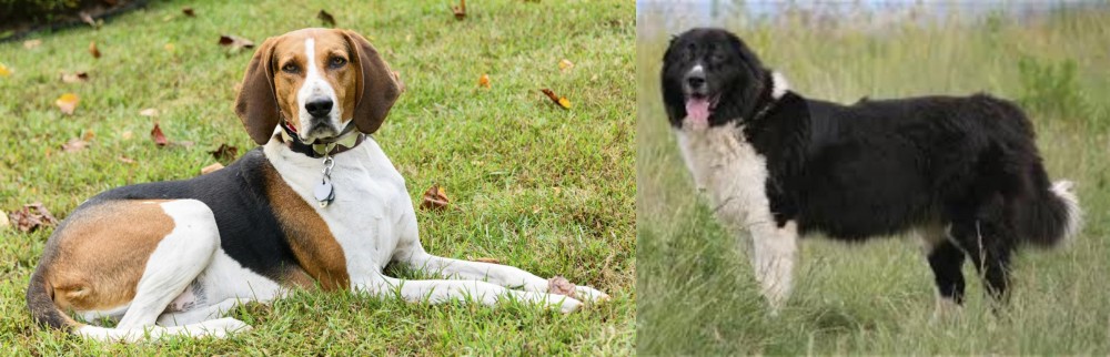 Bulgarian Shepherd vs American English Coonhound - Breed Comparison