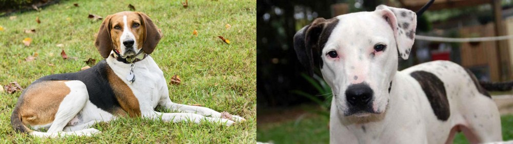 Bull Arab vs American English Coonhound - Breed Comparison