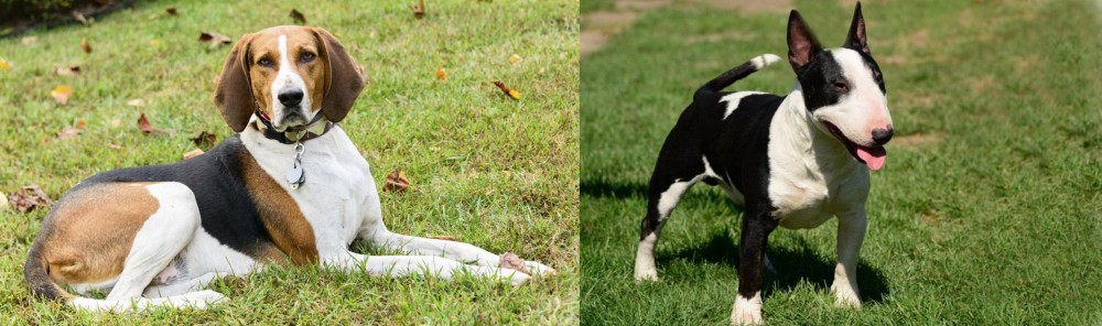 Bull Terrier Miniature vs American English Coonhound - Breed Comparison