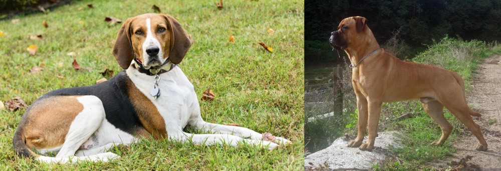 Bullmastiff vs American English Coonhound - Breed Comparison