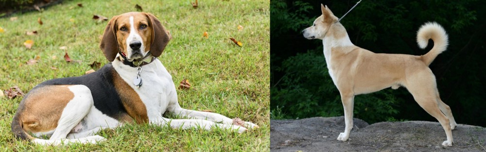Canaan Dog vs American English Coonhound - Breed Comparison