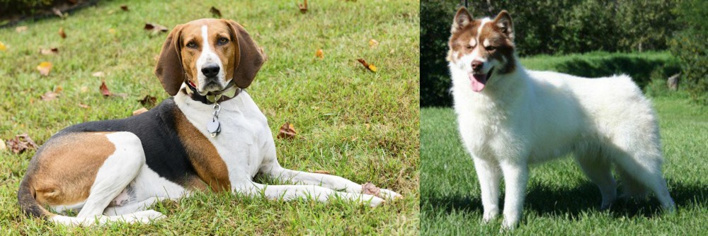 Canadian Eskimo Dog vs American English Coonhound - Breed Comparison