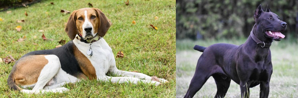 Canis Panther vs American English Coonhound - Breed Comparison
