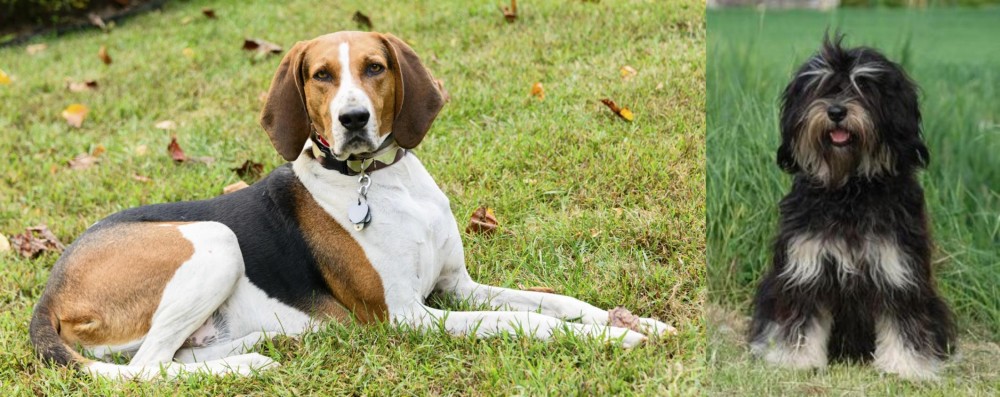 Cao da Serra de Aires vs American English Coonhound - Breed Comparison