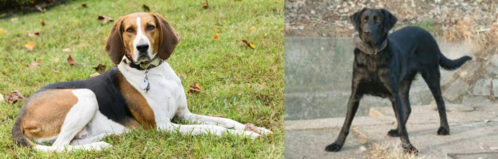 Cao de Castro Laboreiro vs American English Coonhound - Breed Comparison