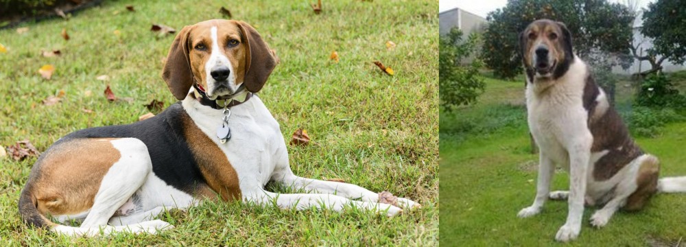 Cao de Gado Transmontano vs American English Coonhound - Breed Comparison