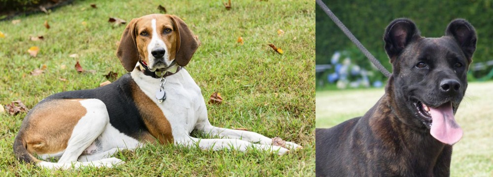 Cao Fila de Sao Miguel vs American English Coonhound - Breed Comparison