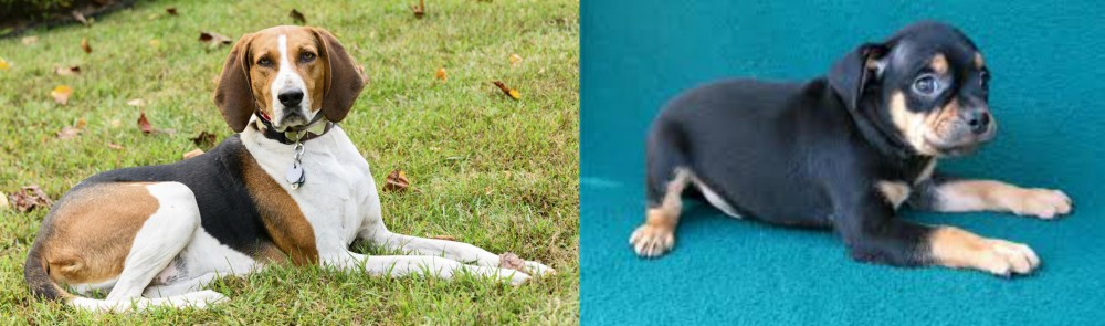 Carlin Pinscher vs American English Coonhound - Breed Comparison