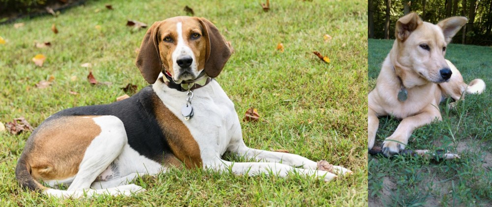 Carolina Dog vs American English Coonhound - Breed Comparison