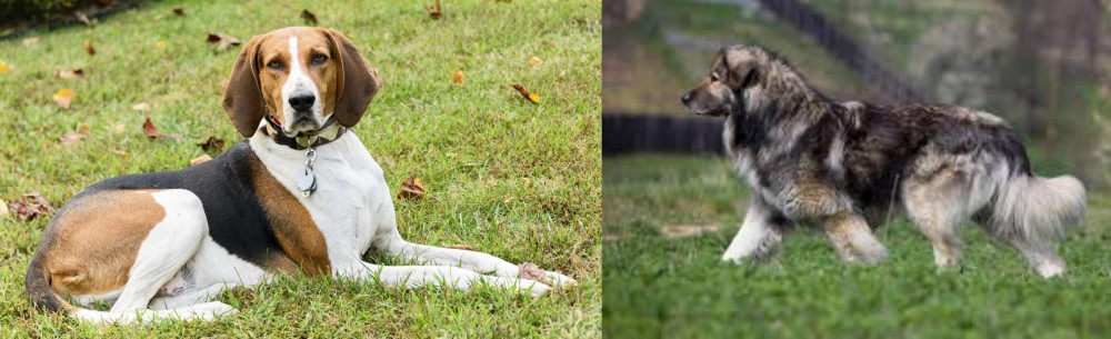 Carpatin vs American English Coonhound - Breed Comparison