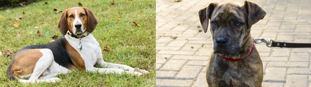 Catahoula Bulldog vs American English Coonhound - Breed Comparison