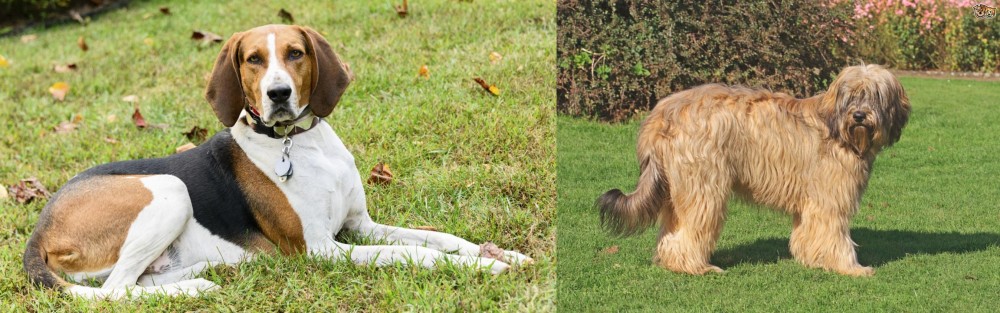 Catalan Sheepdog vs American English Coonhound - Breed Comparison