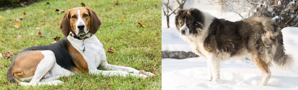 Caucasian Shepherd vs American English Coonhound - Breed Comparison