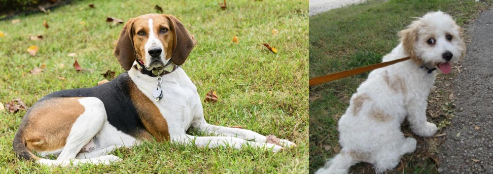 Cavachon vs American English Coonhound - Breed Comparison