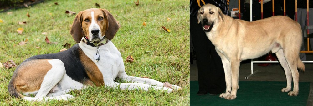 Central Anatolian Shepherd vs American English Coonhound - Breed Comparison