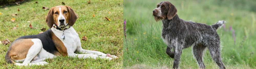 Cesky Fousek vs American English Coonhound - Breed Comparison