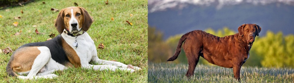 Chesapeake Bay Retriever vs American English Coonhound - Breed Comparison