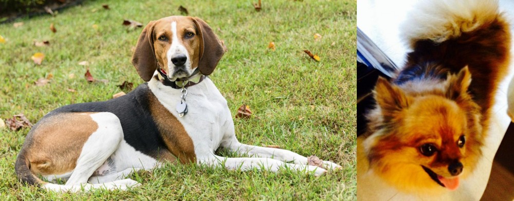 Chiapom vs American English Coonhound - Breed Comparison