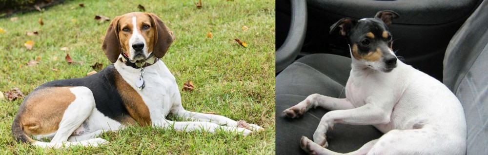 Chilean Fox Terrier vs American English Coonhound - Breed Comparison