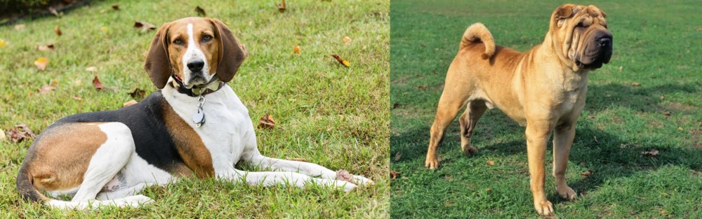 Chinese Shar Pei vs American English Coonhound - Breed Comparison