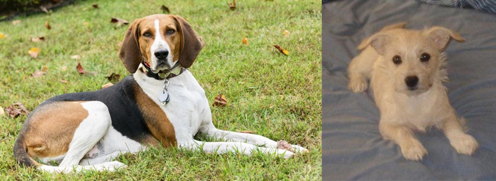 Chipoo vs American English Coonhound - Breed Comparison
