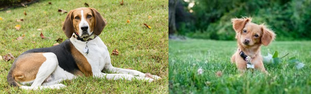 Chiweenie vs American English Coonhound - Breed Comparison