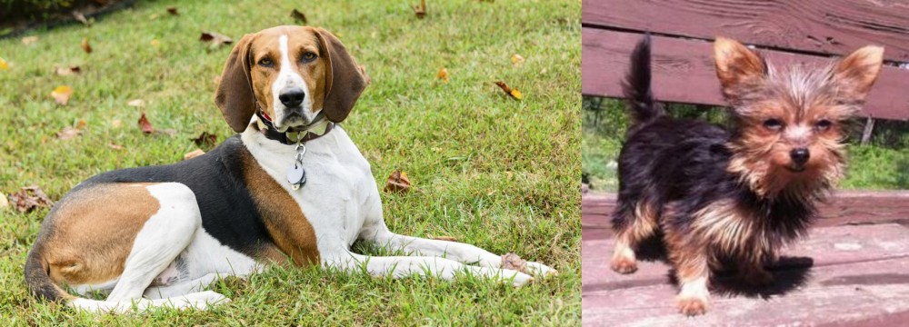 Chorkie vs American English Coonhound - Breed Comparison