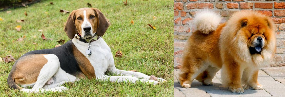 Chow Chow vs American English Coonhound - Breed Comparison