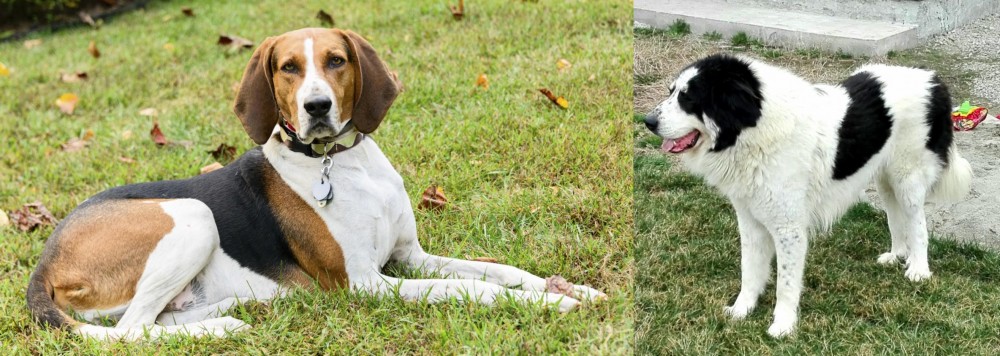 Ciobanesc de Bucovina vs American English Coonhound - Breed Comparison