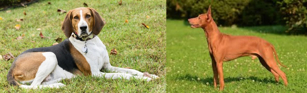 Cirneco dell'Etna vs American English Coonhound - Breed Comparison
