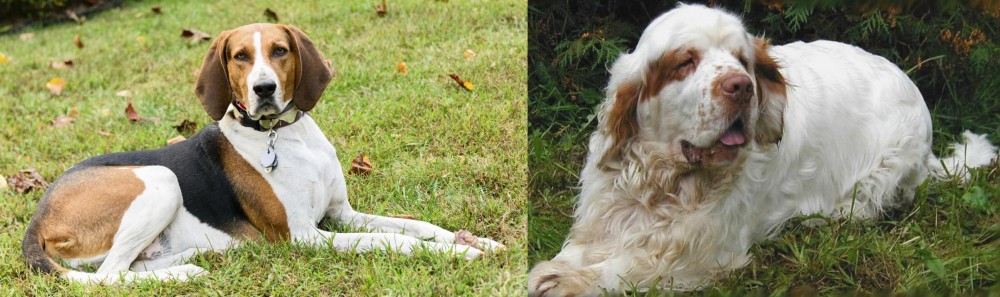 Clumber Spaniel vs American English Coonhound - Breed Comparison