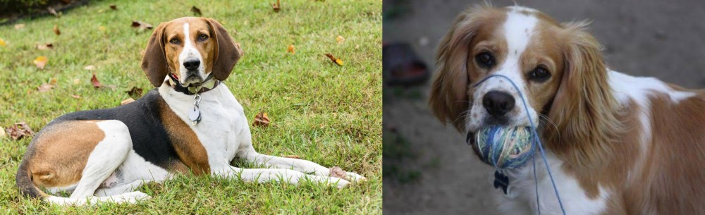 Cockalier vs American English Coonhound - Breed Comparison