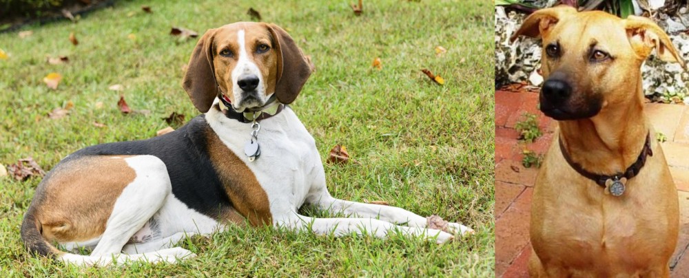 Combai vs American English Coonhound - Breed Comparison