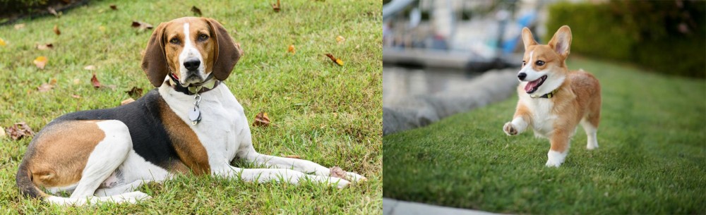 Corgi vs American English Coonhound - Breed Comparison
