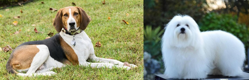 Coton De Tulear vs American English Coonhound - Breed Comparison