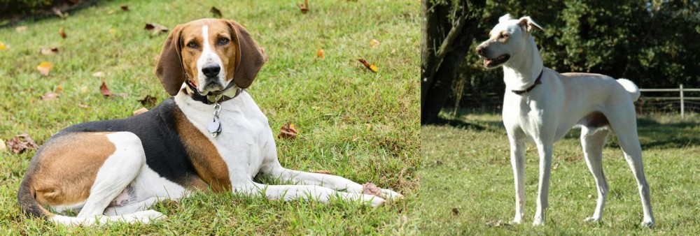 Cretan Hound vs American English Coonhound - Breed Comparison