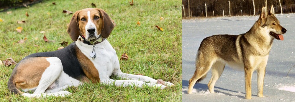 Czechoslovakian Wolfdog vs American English Coonhound - Breed Comparison