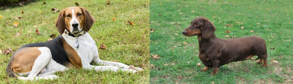 Dachshund vs American English Coonhound - Breed Comparison