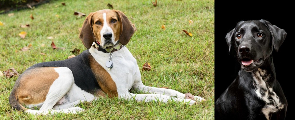 Dalmador vs American English Coonhound - Breed Comparison