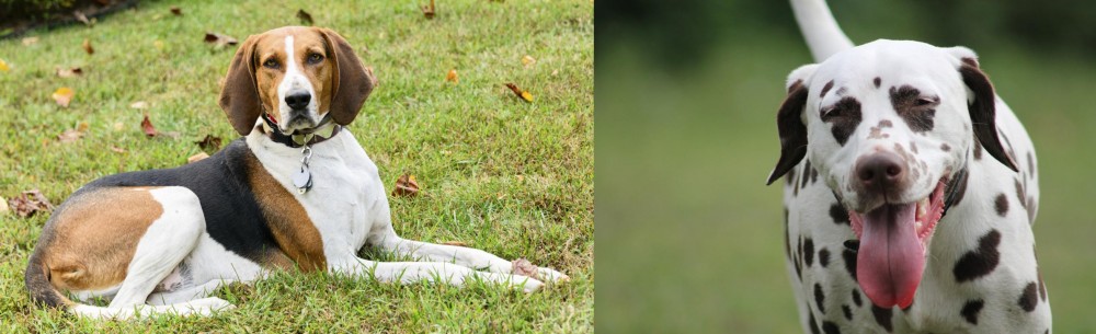 Dalmatian vs American English Coonhound - Breed Comparison